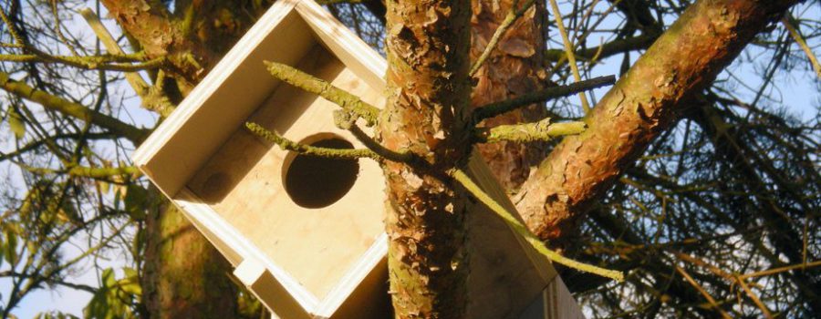 Owl box